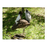 African Birds: Kori Bustard Postcards
