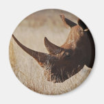 African black rhino with big horns fridge magnet