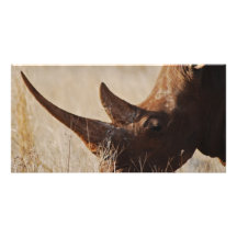 African black rhino with big horns photo greeting card