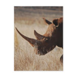 African black rhino with big horns post cards