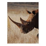 African black rhino with big horns post cards