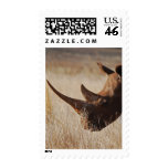 African black rhino with big horns postage