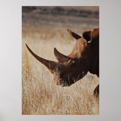 African black rhino with big horns posters by laureenr
