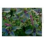 African Blue Basil Card