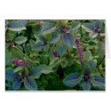 African Blue Basil cards