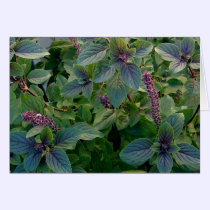 African Blue Basil cards