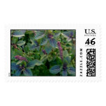 African Blue Basil Stamps