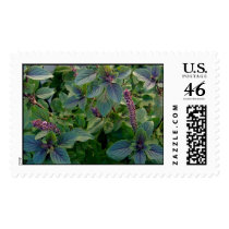 African Blue Basil Stamps