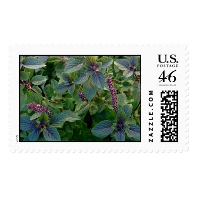 African Blue Basil by charlesblack7