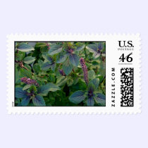 African Blue Basil postage