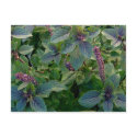 African Blue Basil postcards