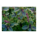 African Blue Basil posters