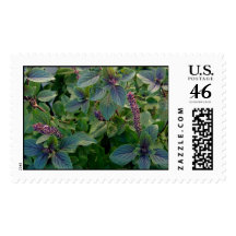 African Blue Basil Stamps