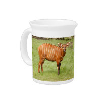 african bongo 1 pitchers
