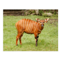 african bongo 1 postcards