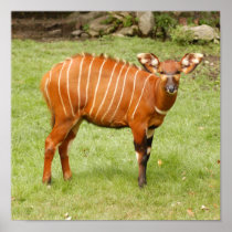 african bongo 1 poster