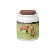 african bongo 2 candy jars