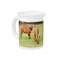 african bongo 2 pitchers