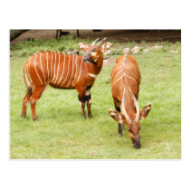 african bongo 2 postcards