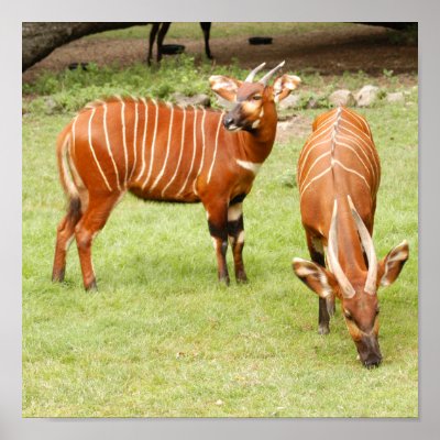 african bongo animal