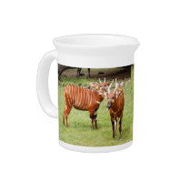 african bongo 3 pitchers