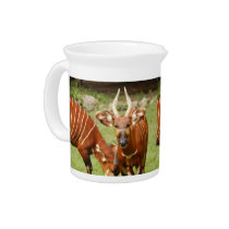 african bongo 4 pitchers
