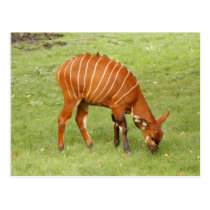 african bongo 5 postcards