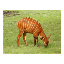 african bongo 5 postcards