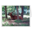 African Bongo cards by one11bargains African Bongo cards