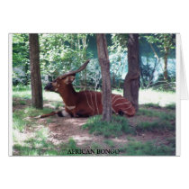 African Bongo cards by one11bargains African Bongo cards