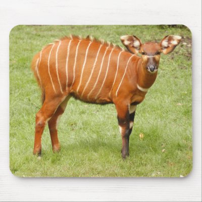 african bongo animal
