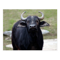 african buffalo4x6 postcards