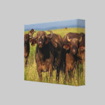 African Buffalo canvas prints