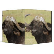 African Buffalo, Syncerus caffer, standing in Vinyl Binder