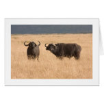 African Buffaloes Cards