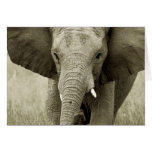 African Bull Elephant card (customise)