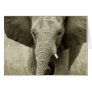 African Bull Elephant card (customise)