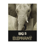 African Bull Elephant postcard
