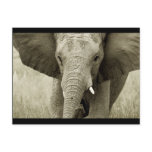 African Bull Elephant postcard (customise)