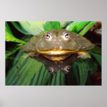 African Burrowing Bullfrog, Pyxicephalus 2