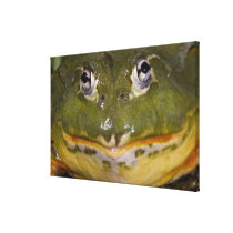 African Burrowing Bullfrog, Pyxicephalus Stretched Canvas Print