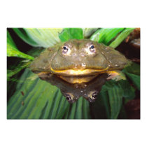 African Burrowing Bullfrog, Pyxicephalus
