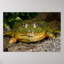African Burrowing Bullfrog, Pyxicephalus