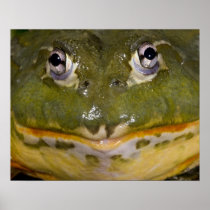 African Burrowing Bullfrog, Pyxicephalus