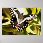 African Butterfly Art Work posters