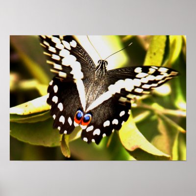 African Butterfly Art Work Poster by lemzo76