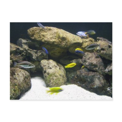 African Cichlid aquarium postcard by Venezolano