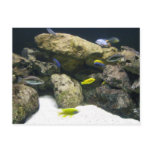 African Cichlid aquarium postcard