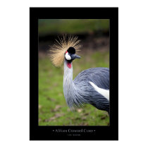 African Crowned Crane posters