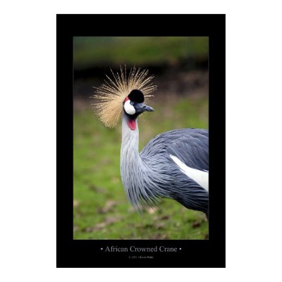 African Crowned Crane Posters by kmwatts